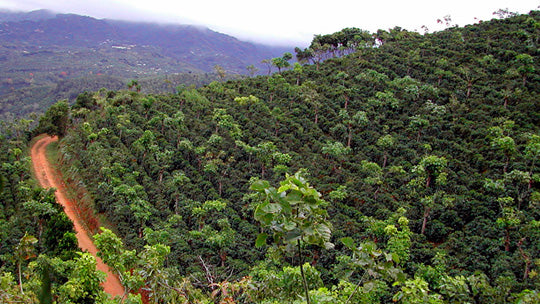 The road to Hacienda La Minita