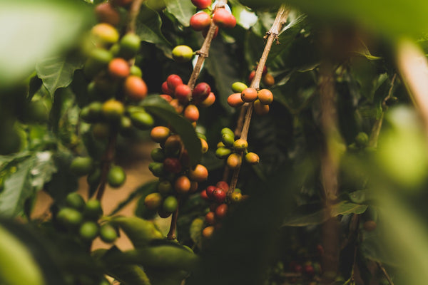 Coffee plant with fruit