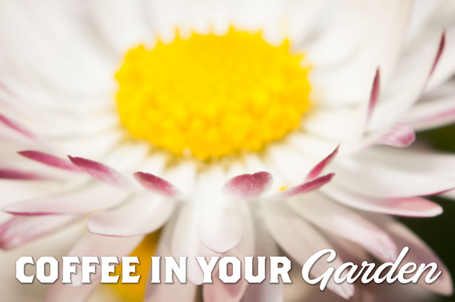 Coffee in your garden text overlaid on a photo of a blooming flower