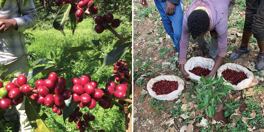 Ethiopia Sidamo Guji