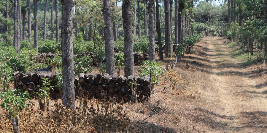 Guatemala Finca El Valle