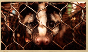 civet coffee, kopi luwak coffee, palm civet coffee, history of kopi luwak coffee, origin of civet coffee, caged civet