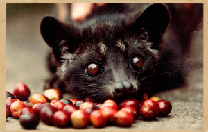 civet coffee, kopi luwak coffee, palm civet coffee, history of kopi luwak coffee, origin of civet coffee, civet and cherries