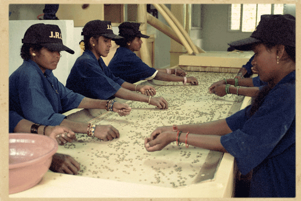 Coffee mill workers hand sort green coffee beans for optimal quality