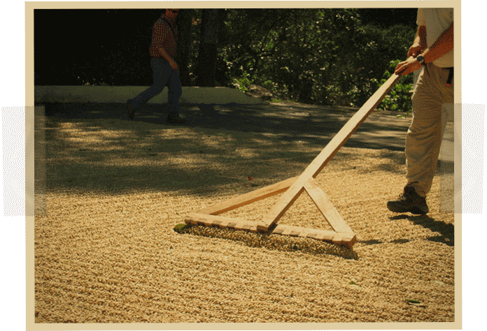 COFFEE FARM, COFFEE MILL, COFFEE PRODUCTION, costa rica, COSTA RICA LA MINITA DEL SOL, LA MINITA COFFEE, ON THE ROAD, TERRAZU VALLEY - sun-dried-raking